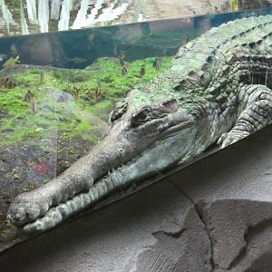 Tomistoma by window