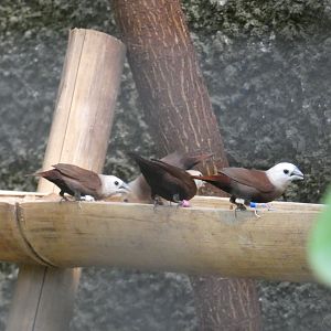 White-headed munia