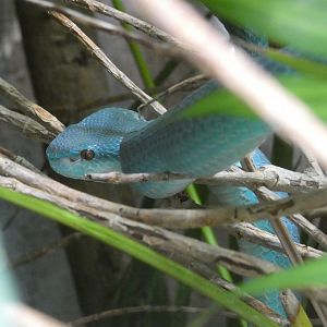 White-lipped Komodo Island pit viper