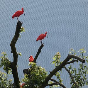 Scarlet ibis