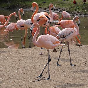 Caribbean flamingo