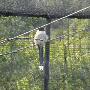 Azure-winged magpie