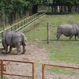 Greater one-horned rhino
