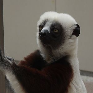 Coquerel's sifaka