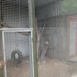 Hobro Minizoo - Coati exhibit