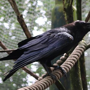 Common raven