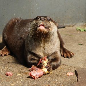 Dinner-time for the Asian small-clawed otter