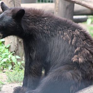 American black bear