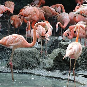 Cuban flamingo colony