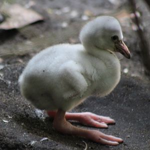 Cuban flamingo chick