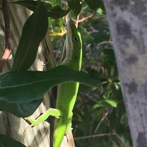 Green Anole (Anolis carolinensis)