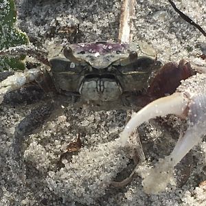 Sand Fiddler Crab (Leptuca pugilator)