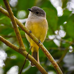 Australian Golden Whistler (Pachycephala pectoralis)