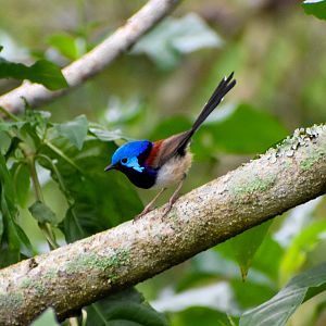 Variegated Fairywren (Malurus lamberti)
