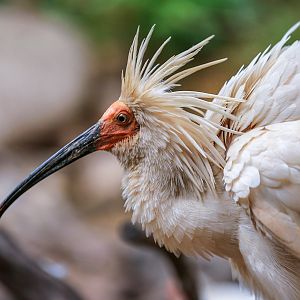 Crested ibis