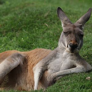 Red kangaroo