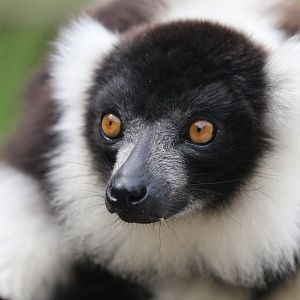 Black and white ruffed lemur