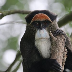DeBrazza monkey