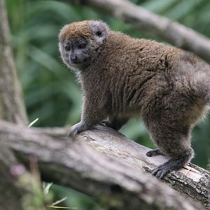 Alaotran bamboo lemur