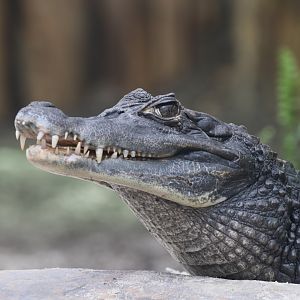 Spectacled caiman