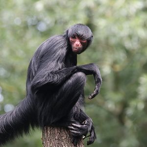 Red-faced spider monkey