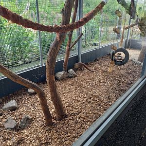 White-nosed coati enclosure