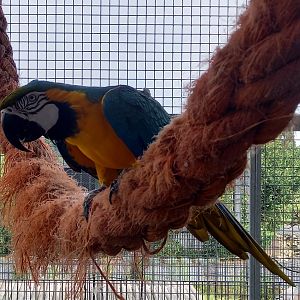 Blue and yellow macaw
