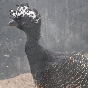 Great curassow - female