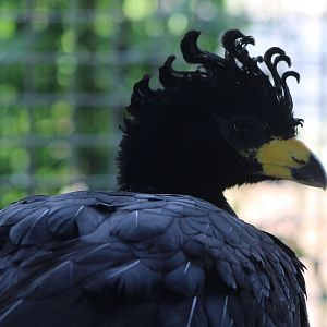 Great curassow - male