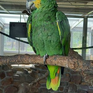 Orange-winged amazon