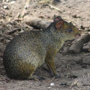 Azara's agouti
