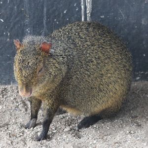 Azara's agouti