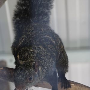 Yucatan squirrel