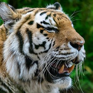 Amur Tiger at Colchester Zoo