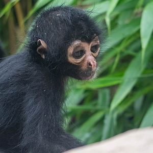 Young Colombian Black Spider Monkey at Colchester Zoo
