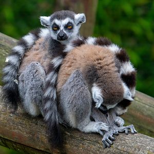 Ring Tailed Lemurs at Colchester Zoo
