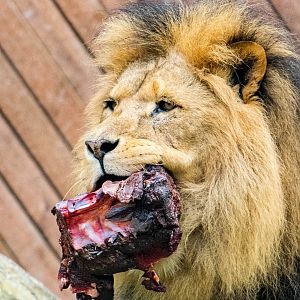 African Lion Bailey at Colchester Zoo