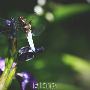 Male Broad - Bodied Chaser