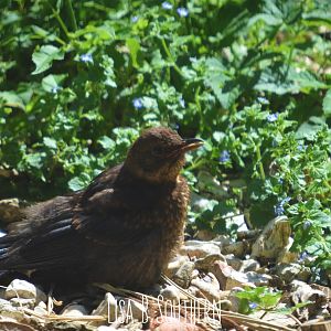 Young Blackbird