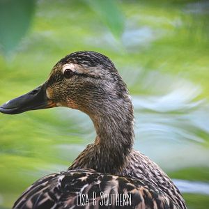 Female Mallard