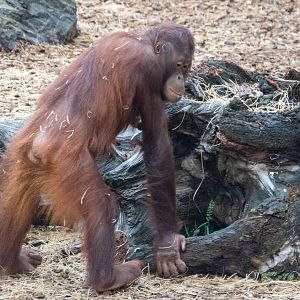 Tatau - Bornean Orangutan at Colchester Zoo