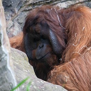 Tiga - Bornean Orangutan - Colchester Zoo