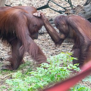 Mali & Tatau - Bornean Orangutans - Colchester Zoo