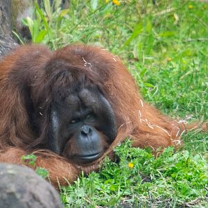 Tiga - Bornean Orangutan - Colchester Zoo