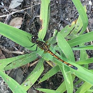 Dragonfly ID?