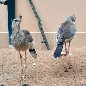 Seriemas (to be found next to hoofstock house)