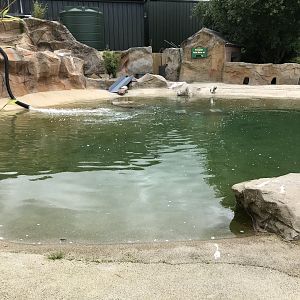Humboldt penguin pool