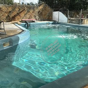 Calaforinian sea lion pool