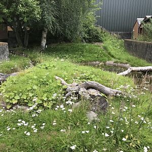 Asian short clawed otter enclosure