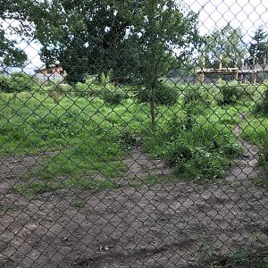 Amur tiger enclosure